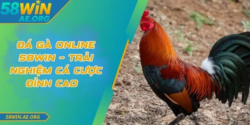 Đá Gà Online 58WIN – Trải Nghiệm Cá Cược Đỉnh Cao 8 Đá Gà Online 58WIN – Trải Nghiệm Cá Cược Đỉnh Cao