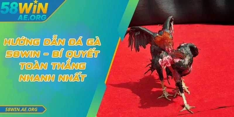 Hướng Dẫn Đá Gà 58WIN – Bí Quyết Toàn Thắng Nhanh Nhất 6 Hướng Dẫn Đá Gà 58WIN – Bí Quyết Toàn Thắng Nhanh Nhất