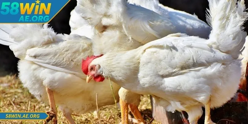 Kèo đá gà 58WIN được nhiều người quan tâm