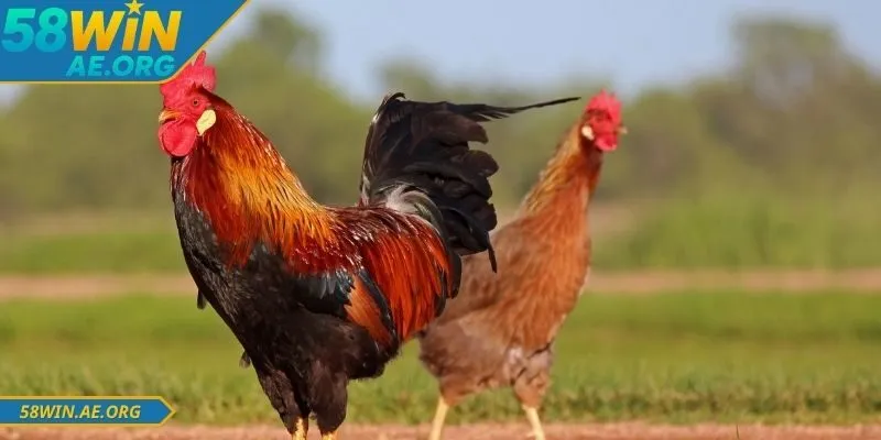 Kèo đá gà 58WIN với nhiều ưu điểm khi tham gia